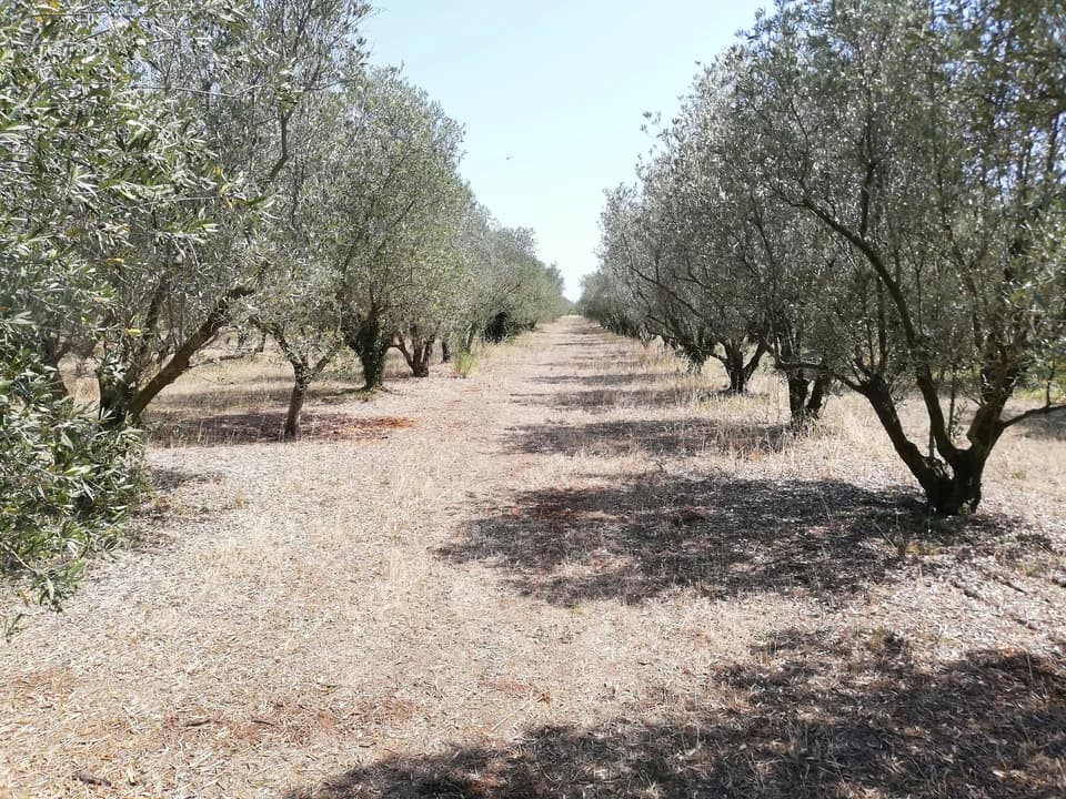 The Mute In The Olive Grove