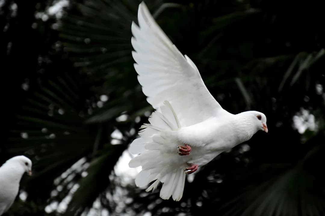 Like A White Dove